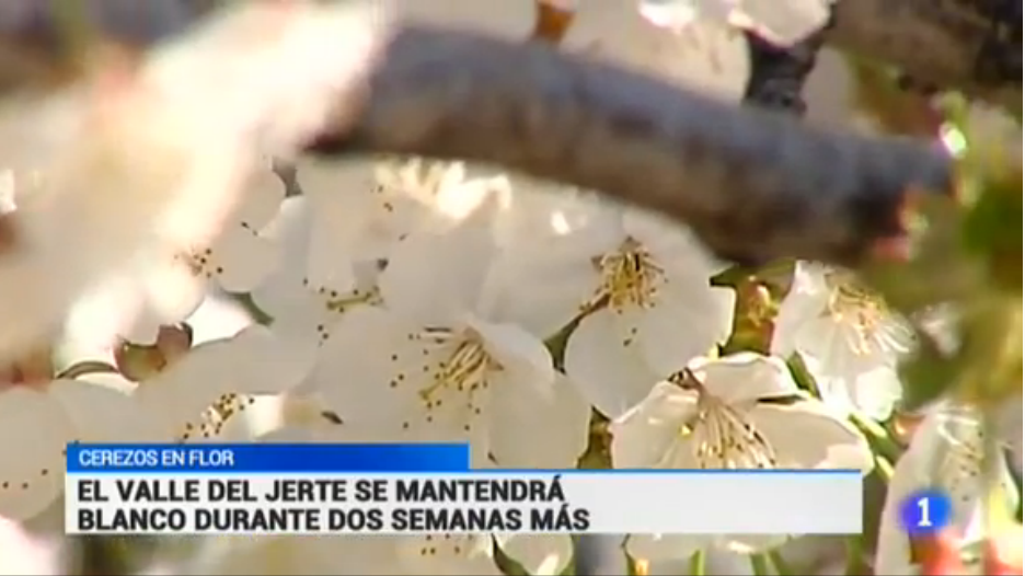 telediario_tve's tweet photo. El valle del #Jerte en Cáceres ha empezado a florecer en la parte más baja dejando su bella imagen @RTVE_Ext http://t.co/HnVOMB85q7