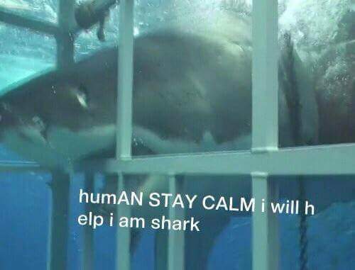BubbulaHound's tweet photo. HOOMINS DON'T BELONG IN CAGES! http://t.co/t0K4O4tUdh