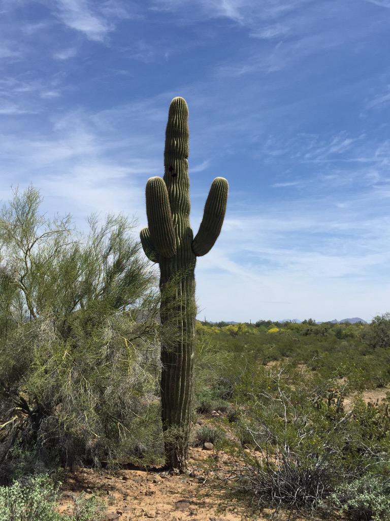 Beautiful day here in Phoenix. #LDStemple #SaguaroSunday