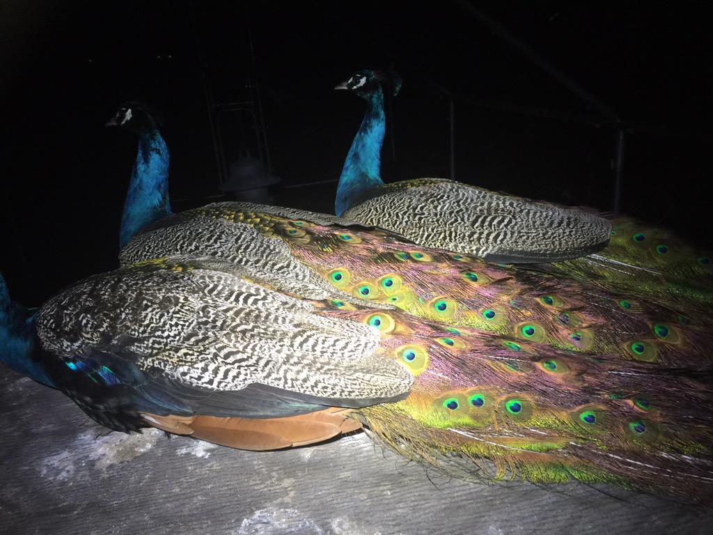 featheruk tweet picture