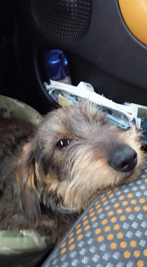 celesteoperadog's tweet photo. In macchina, guardo papà @sassoxsasso che guida... Bau! 
#celeste #operadogs http://t.co/u3Gqbv3ycG