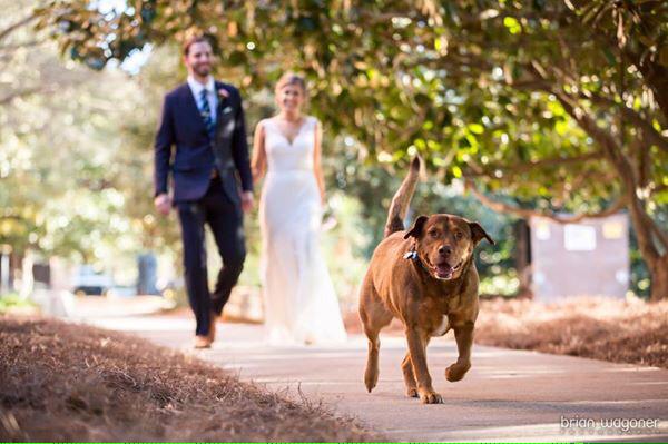 HappyAndHitched's tweet photo. Adorable overload! When pets make the wedding photos! #love #happyandhitched http://t.co/y57TnC2VCW