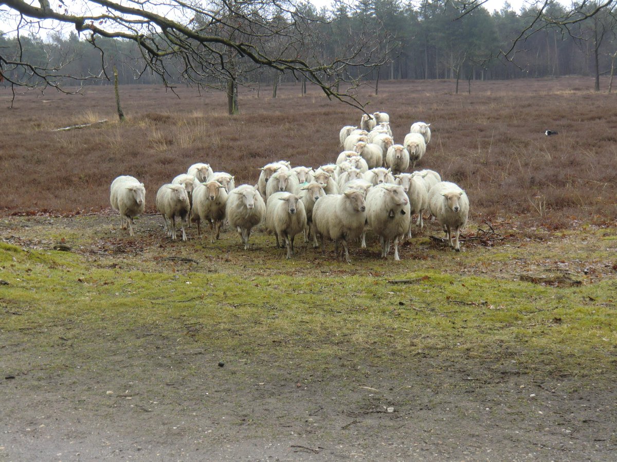 MBO wandelevenement rustpunten: Maashorstboer Rowaldhoeve , Ladan Lippizaner fokkerij, ook lekkere aardbeien Tuureind