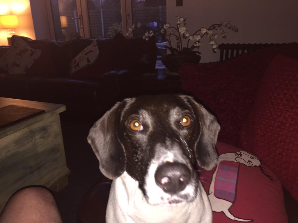FrankandArchie's tweet photo. That's enuf pictures of Frank, the ginger long legged house rat, here's sexy ole me, Archie aka Mr Hoohoo http://t.co/zcCzUBJ263