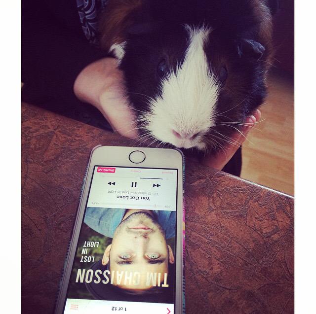 timchaisson's tweet photo. Some cute. RT @KristinMusic_: Scara loves listening to @timchaisson She purrs away all the time :) #guineapig http://t.co/AMczoaOi7f