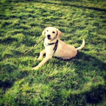 millypod1's tweet photo. Lost:  ***PUPPY***   Labrador Retriever Male 
#EastMiltonRoad #Gravesend #Kent #DA12 http://t.co/pFfhDpm7qn http://t.co/Qf7N7JKeLJ