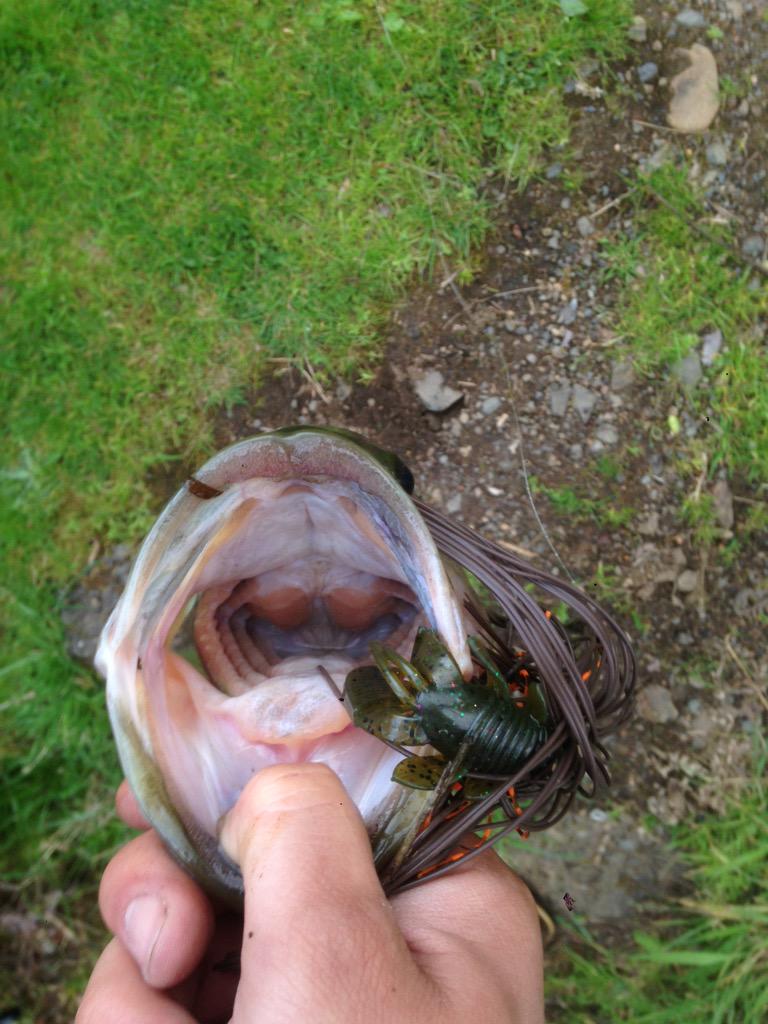 OregonBass's tweet photo. Couple over 3lbs http://t.co/kuZrz9jM3C
