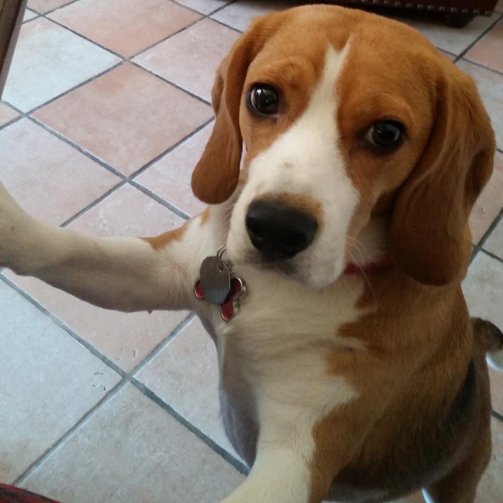 Jennabean1983's tweet photo. "Give me your breakfast or I will chew ur heart out of ur F'in chest." #beagle #thatagirl #cudjo #floppyears #mybaby http://t.co/jWkw3TILAg