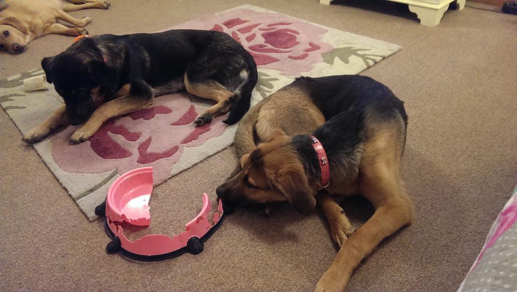 JudeThomas615's tweet image. Maggie and Roxy liked their new bowls! Cows!