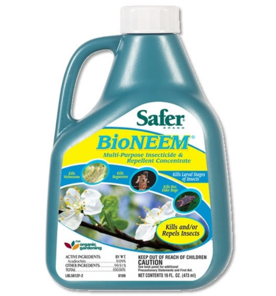 Eingebetteter Bild-Link