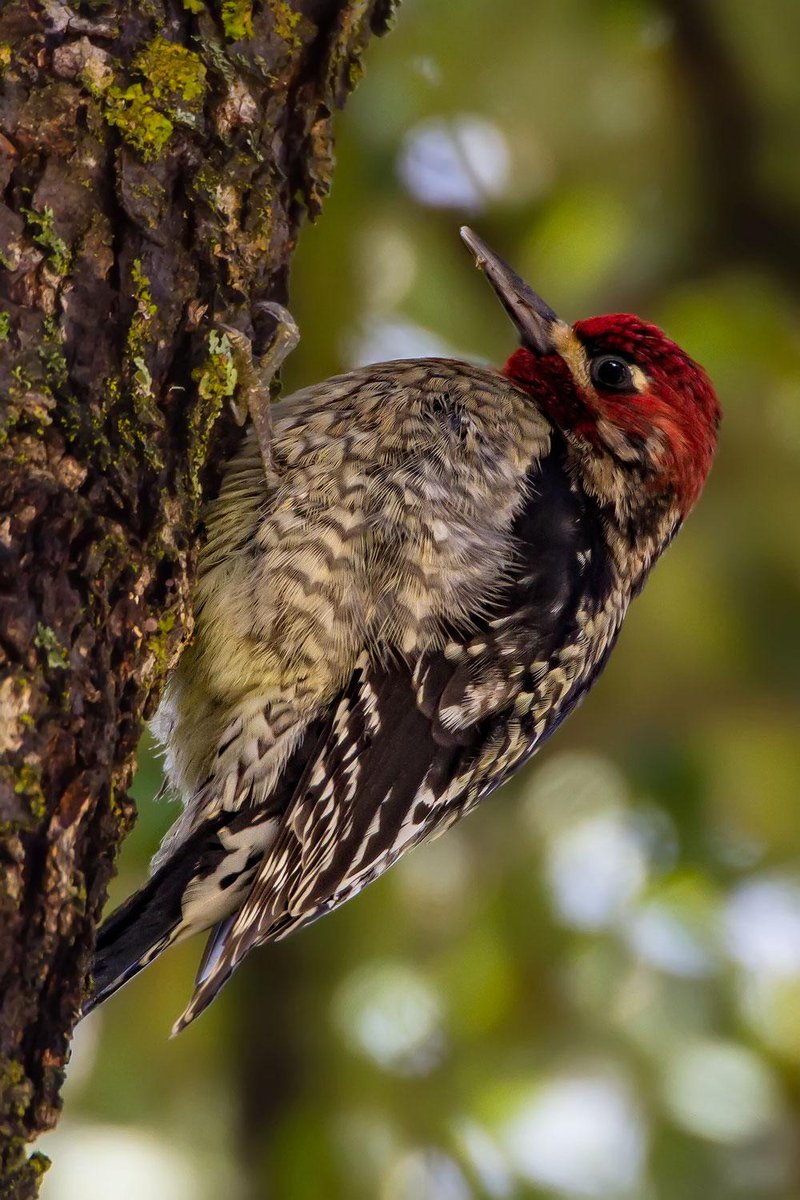 Wonder how long birds live? Red-breasted sapsuckers can live at least 7 years! Photo by Ann & Rob Simpson #Yosemite 