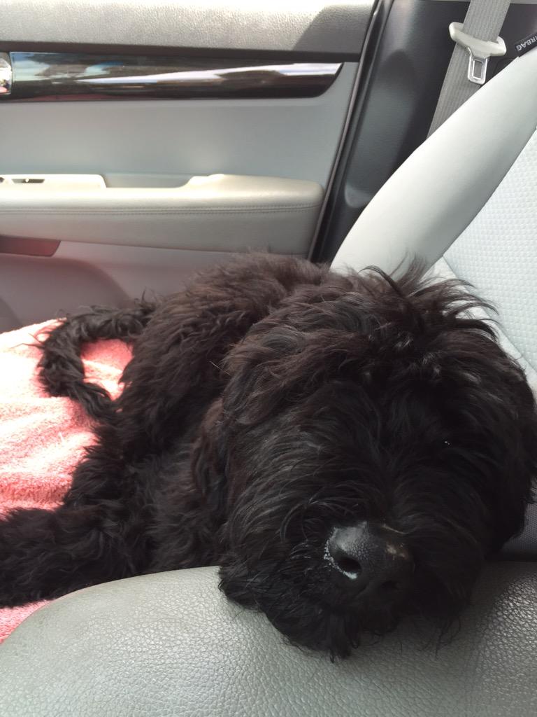 TexasServiceDog's tweet photo. Pepper and Apple are on their way to the beach! http://t.co/pc5cYJ6wx7