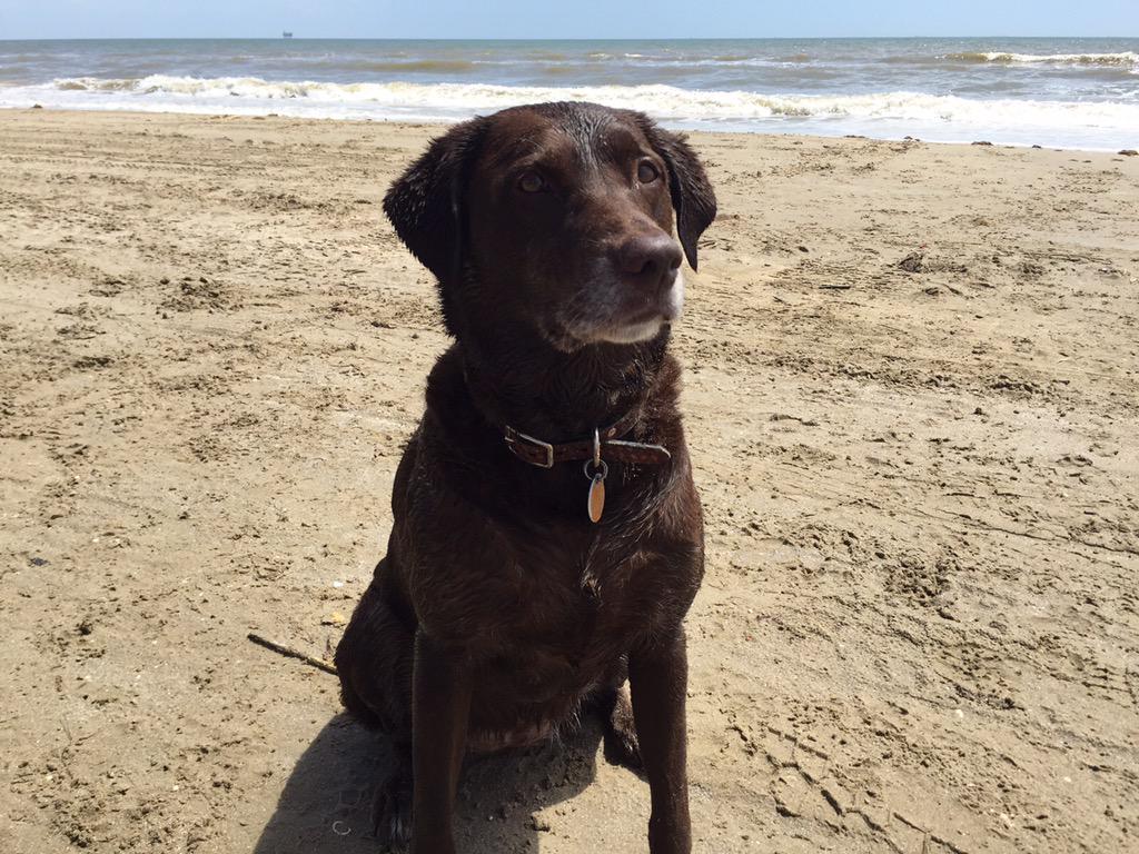 TexasServiceDog's tweet photo. Pepper and Apple are on their way to the beach! http://t.co/pc5cYJ6wx7