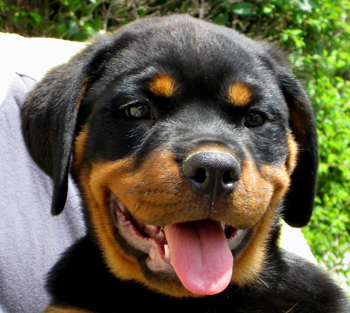rottweilers_'s tweet photo. Smile! http://t.co/gBSBC7IJaQ