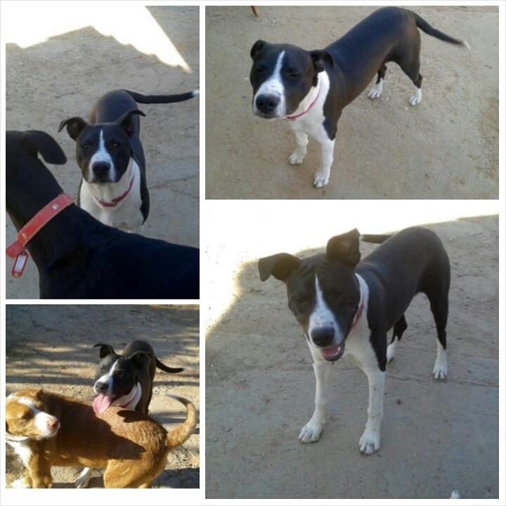 LASAnimal's tweet photo. https://t.co/nM4A44HJJU #THOR, 6 meses, abandonado en un contenedor.CON NOSOTROS DESDE MUY PEQUE!! EN ADOPCIÓN!! http://t.co/TJccM9mHFu