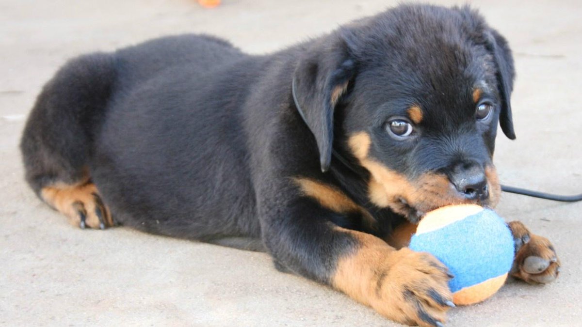 rottweilers_'s tweet photo. "my ball" http://t.co/fL39UySwyY