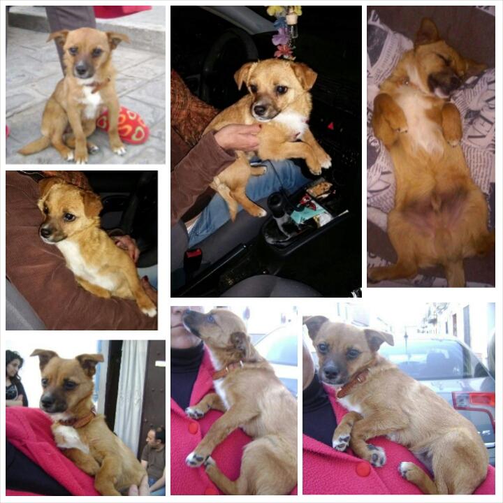 LASAnimal's tweet photo. https://t.co/0p5mpByf2M #XISPITO MINI-CACHORRITO X CHIHUAHUA!! 5 meses y solo 3 kg, encontrado en la carretera. http://t.co/XhiXuReDeI