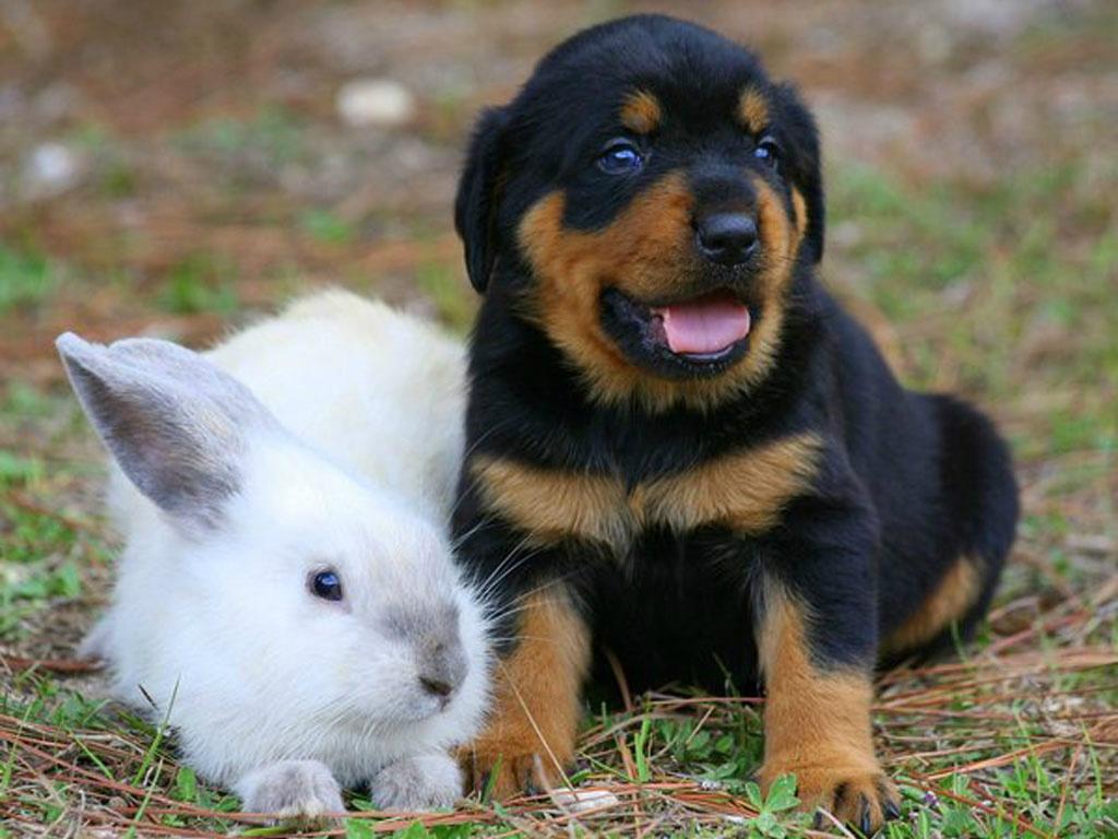 rottweilers_'s tweet photo. Who's ready for Easter?! http://t.co/a2ISqtnEqC