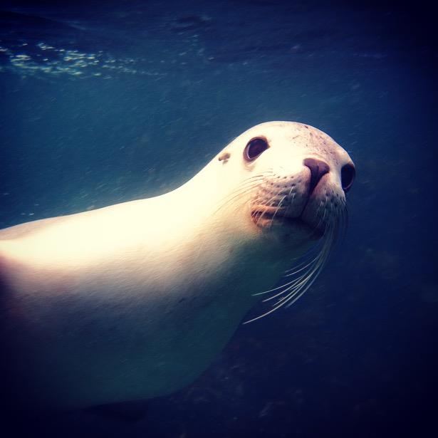 sunriseon7's tweet photo. Why hello there! @edwina_b is meeting some of the locals at Port Lincoln this morning! #sun7 @Cage_Diving http://t.co/K8KFPcOrPZ