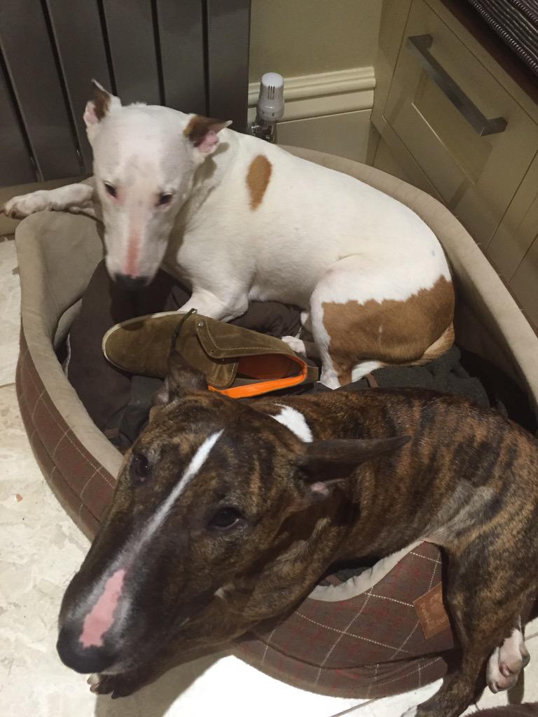 JohnBishop100's tweet photo. One of these two just killed my shoe 😳 http://t.co/SBh9OqotSP