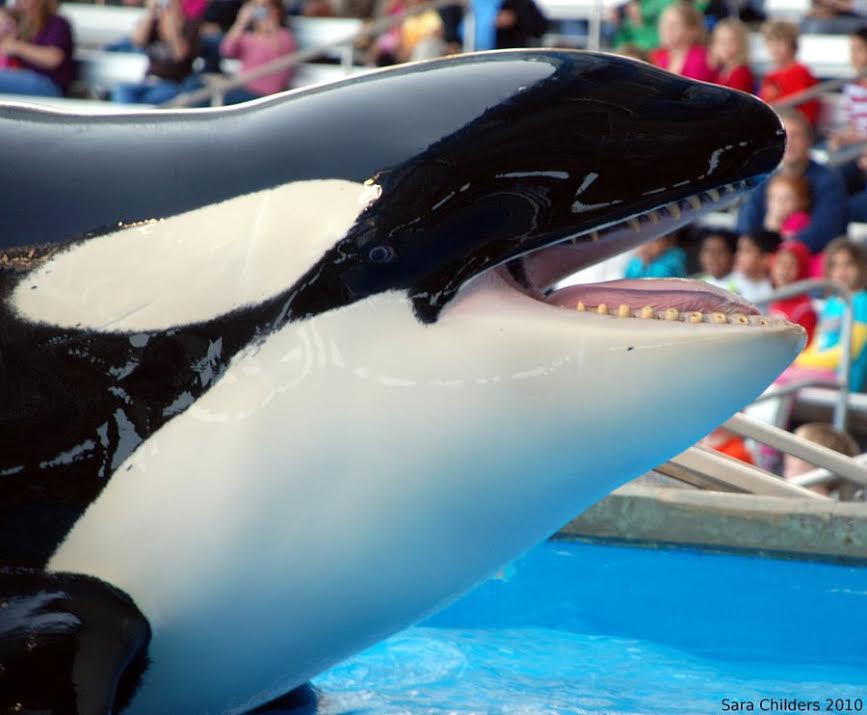 jeffrey_ventre's tweet photo. Damaged Teeth a Consequence of Captivity for #Blackfish http://t.co/J2jwlwRjhz v @thebattwoman cc @SMarysol321 http://t.co/iQDdQy4XOQ
