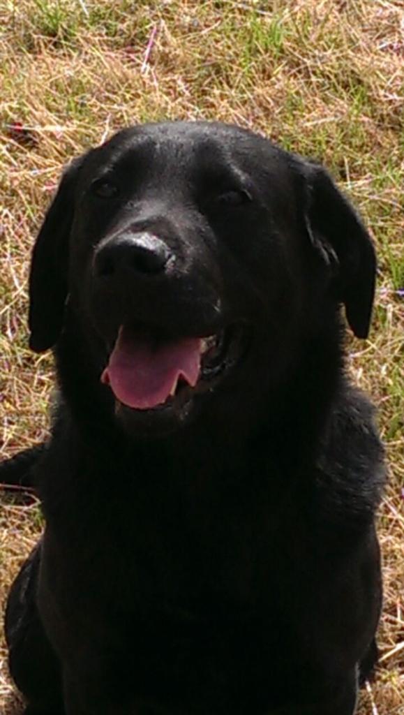 StaffsDogs's tweet photo. Last night #pdCruz supported officers @NewcastlePolice in detaining 12 persons with 💊s @KeeleUniPolice #SaferNights http://t.co/ECKI2DxjMj