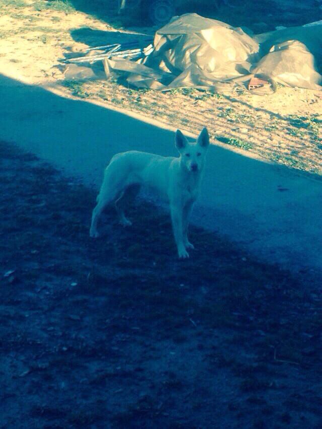 ADASNPerrikus's tweet photo. LINDA, cruce de Podenco con Pastor Suizo de 10 meses, muy cariñosa #adopta https://t.co/t4glj4H6HF http://t.co/HyWFtuRUPD
