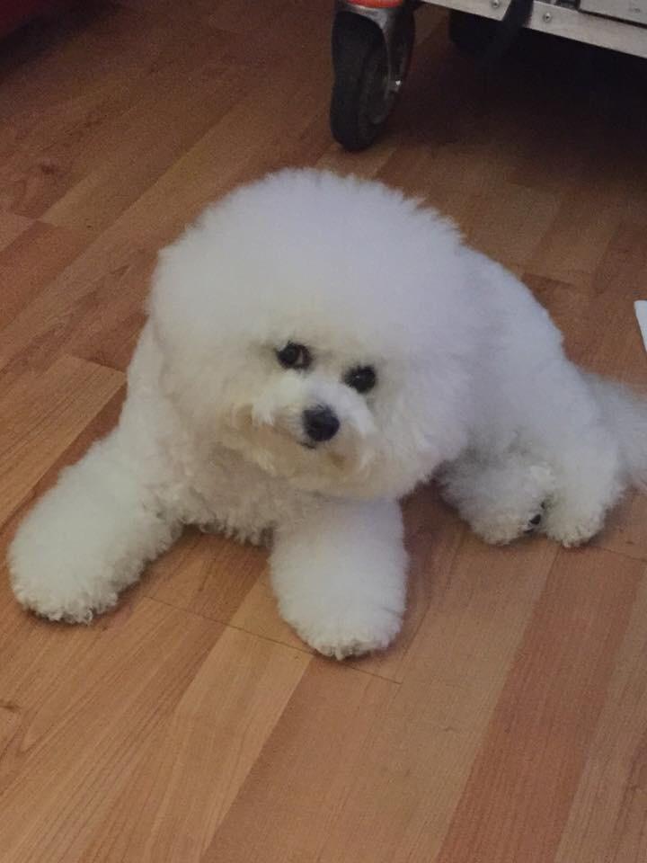 UrbanPup's tweet photo. We are super excited to announce that this gorgeous one is the new face of Urban Pup! Congrats Daisy! http://t.co/DY0TdURY5x