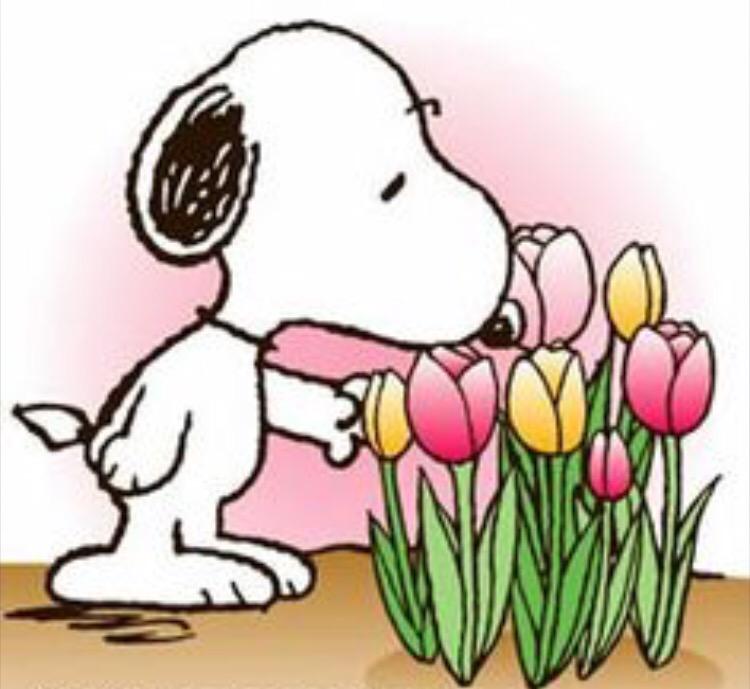 Spring is in the air...and in Dr. D's Pet Packages!  Order by April 10th to get our Spring package.