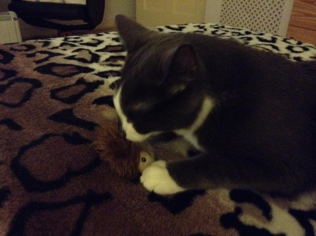 jeffdahkillah's tweet photo. Snoggin wedgy 😺 #NipTime http://t.co/5IOjwsHxa9