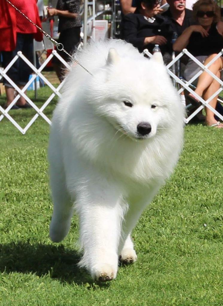 SeanDaugherty69's tweet photo. #Samoyed #DogHandler
#Dogs #DogLovers #DogShow  #DogGroomer #DogBreeder #Grooming #PuppyLove #Puppy #AKC #DogNews
🐾 http://t.co/xo9LHjrpv9
