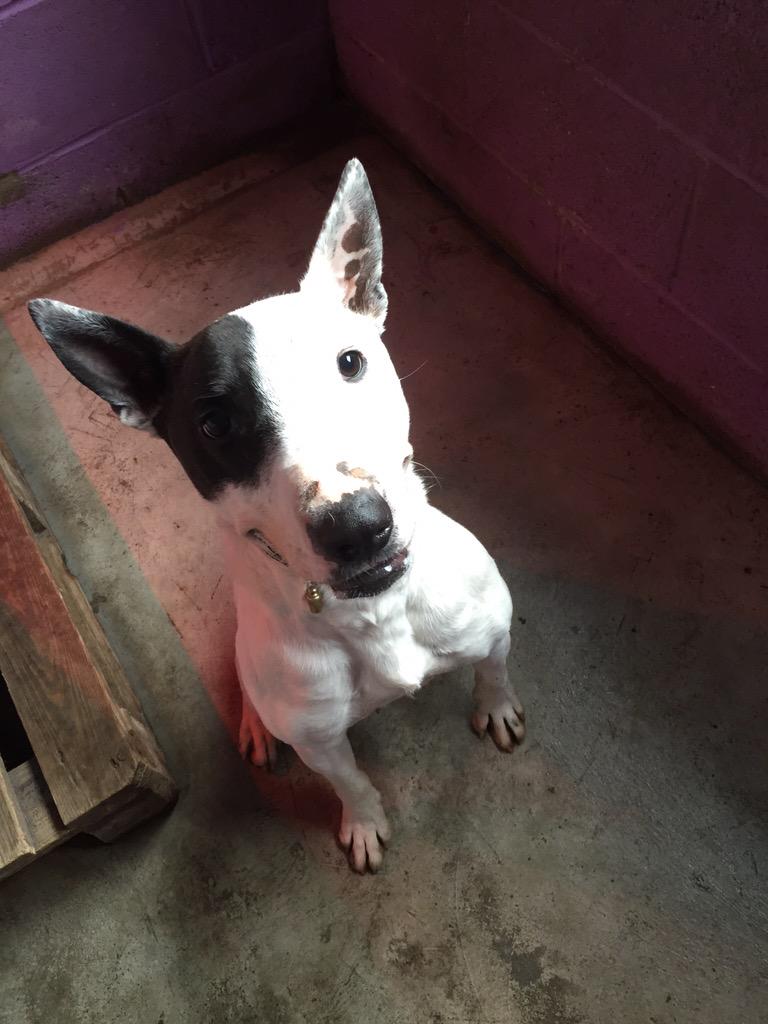 NWDogRescue's tweet photo. Dave is an EBT cross who had a rubbish start in life with drug dealers please make the rest of it Happy Ever After? http://t.co/TJwrpJlgpR