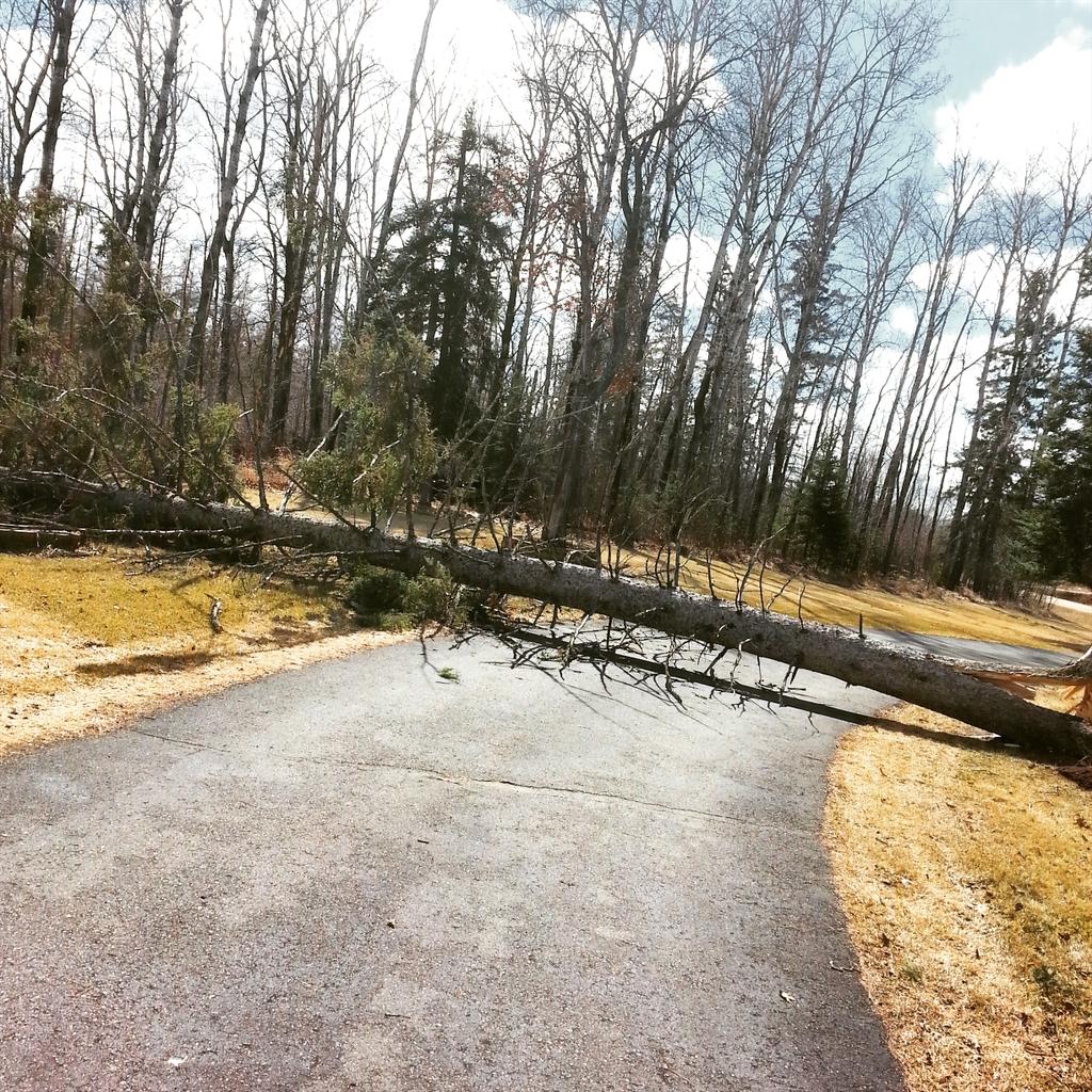 SwaggerOfACatch's tweet image. You know its windy here when 100 year old trees start to fall...