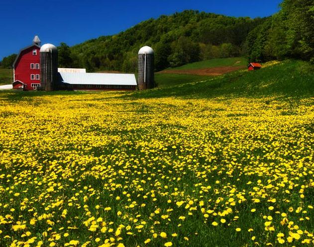 SimpleScallion's tweet photo. Have you seen any glimpses of a #Vermont #spring at your house? Tweet us a picture! http://t.co/0Jr9JTnVuL