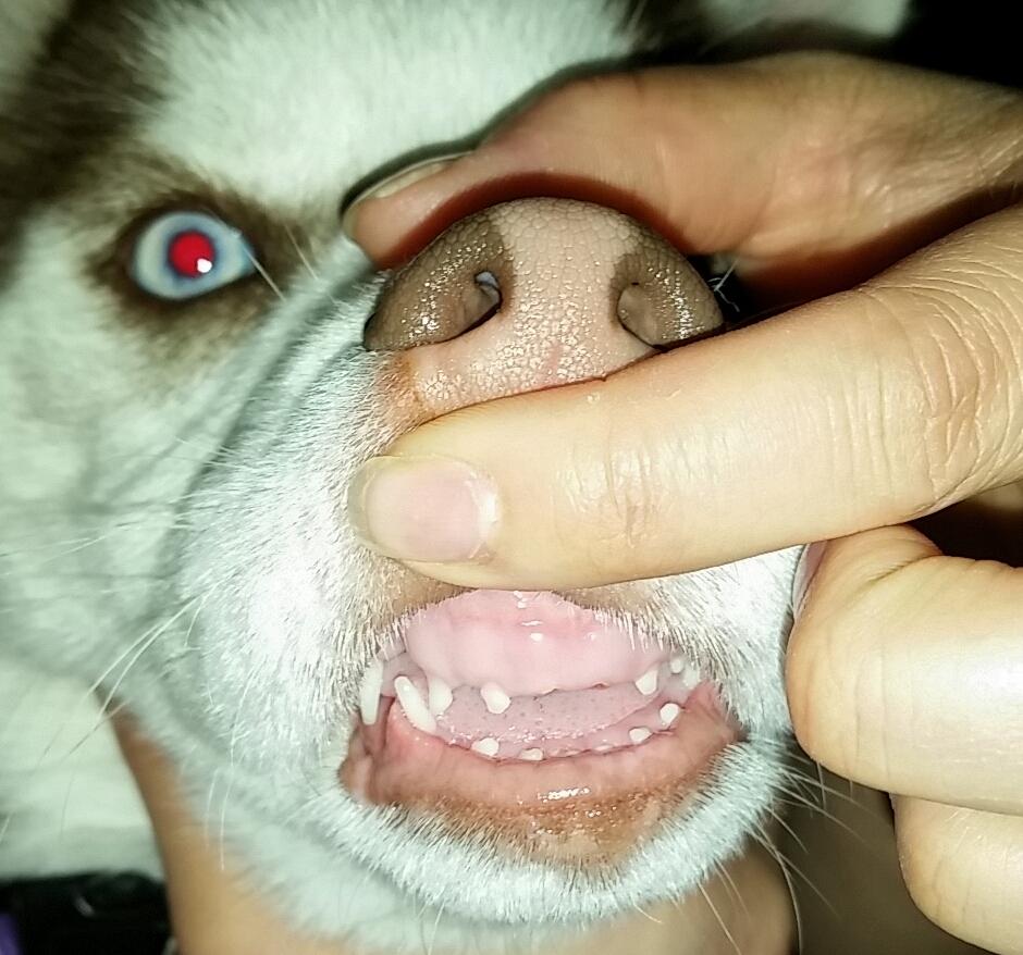 PMehlek's tweet image. @HereBeHuskies @mehlek54 @rickygervais @TheWorldOfFunny @imgver Baby Freya lost #2frontteeth today.  #HillBillyHusky