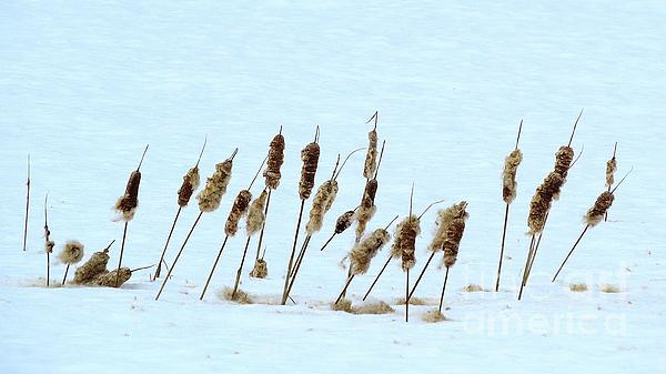 New artwork for sale! - "Snowy Cattails" - fineartamerica.com/featured/snowy… <a href="/fineartamerica/">Fine Art America</a>