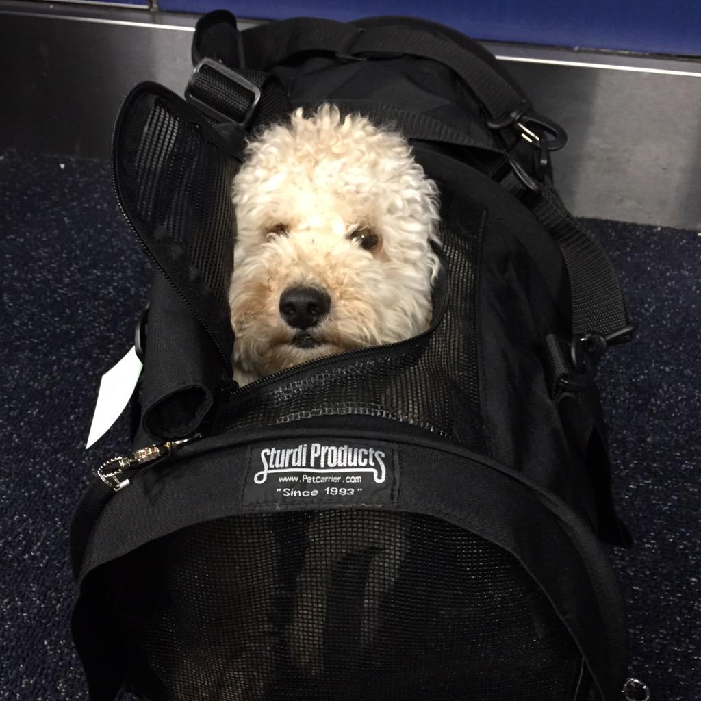 Can't wait to see my roomies!! Safe travels <a href="/abmurray01/">alyssa murray cometti</a> ✈️🐶💃