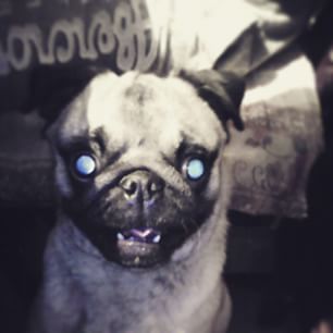 Joy_PhotoCam's tweet image. #PerroRobot 
#Pug
#Ojitos findelight.net/puggie_detail.…