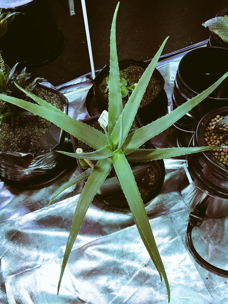 drgrassman's tweet image. Aloe Vera game 💪#HydroYo #thereshope #GameChangers