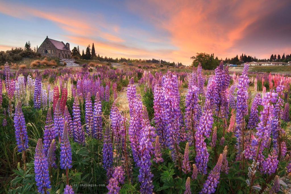 Lupins at lake tekapo. #NZMustDo <a href="/PureNewZealand/">New Zealand 🇳🇿</a>
