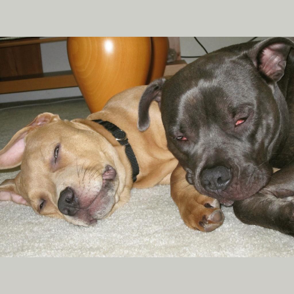 bakapups's tweet photo. Food coma had me like... happy lazy Sunday everyone! #lazysunday #pitbull #pitbullsofinstagram #zzzz #dognap http://t.co/fhVGWplN5C