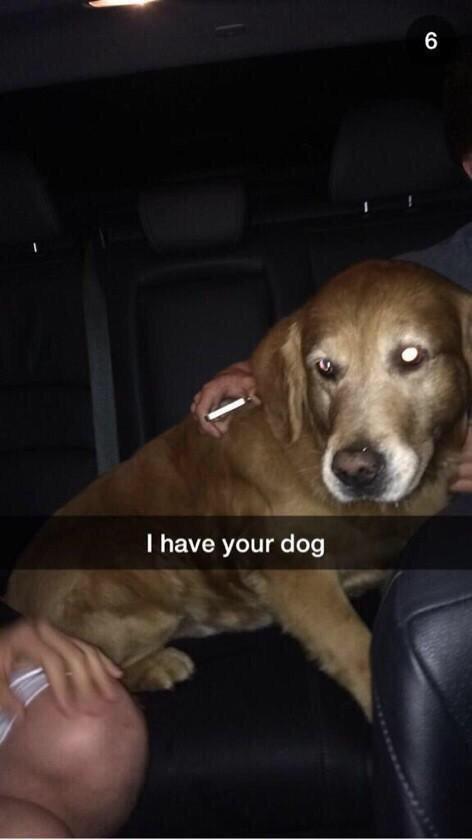 TheDrunkStory's tweet photo. "Some girl kicked us out of her party, so we stole her dog on the way out." -Elder HS http://t.co/bobKDAxARm