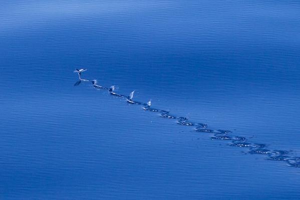Oceanwire's tweet photo. The grace of flying fish during long transits on calm seas http://t.co/aQwYd5ivBi MT @LivingOceansFdn http://t.co/jqsIEOTTg5