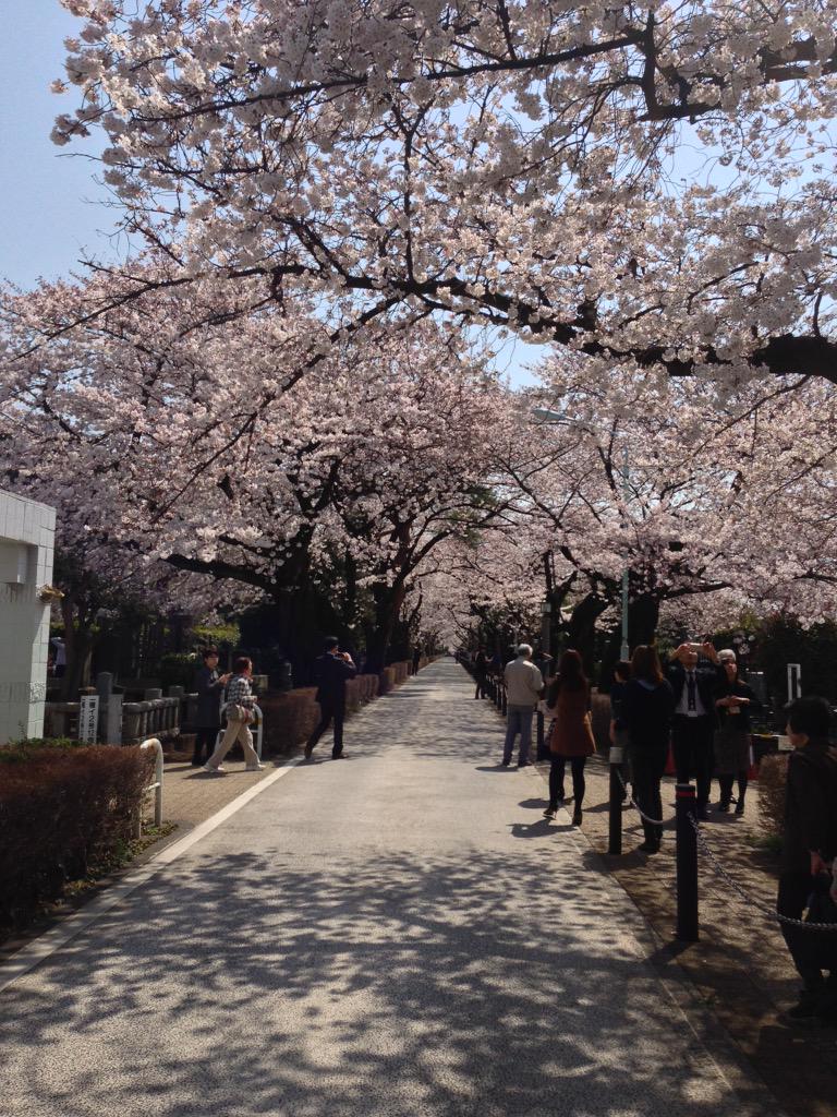 chihilon's tweet photo. 満開の青山墓地通過。 http://t.co/XU8a2XlKox