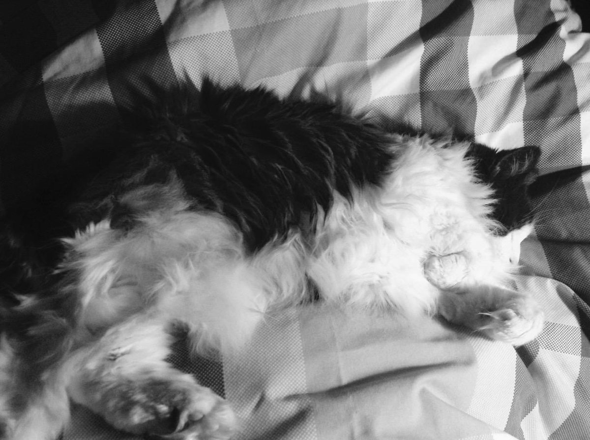 3ippi's tweet image. Morning at the cabin (staff can't breath or drink coffee....)