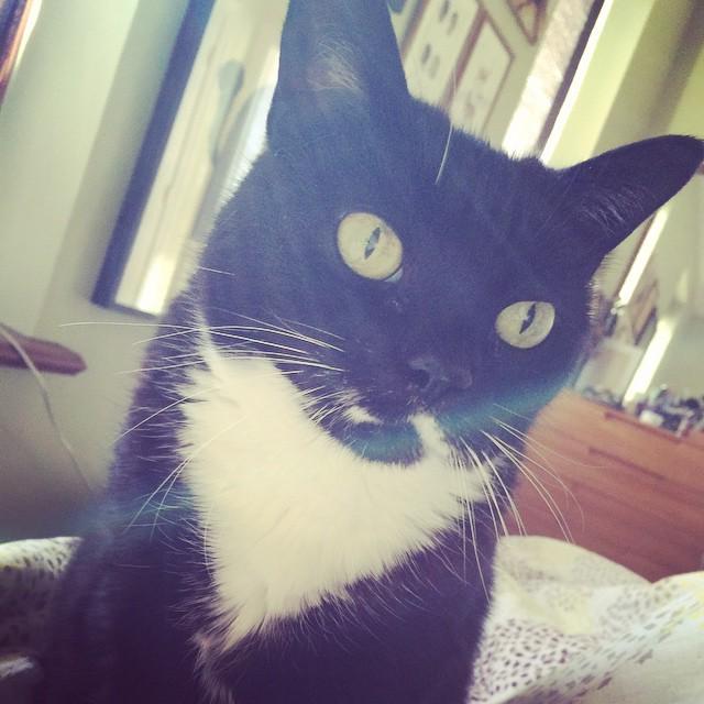 SkilletLickerDesigns.com ~ Morning face #ilovemycat #catsofinstagram #mustachecats by nikisixx