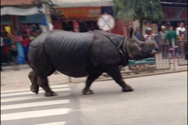 bdipen's tweet image. #Rhino enters #HetaudaBazaar, kills one, reports goo.gl/YzSdQY  @uzzwol