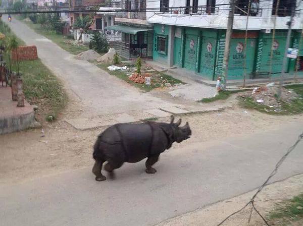 bdipen's tweet image. #Rhino enters #HetaudaBazaar, kills one, reports goo.gl/YzSdQY  @uzzwol