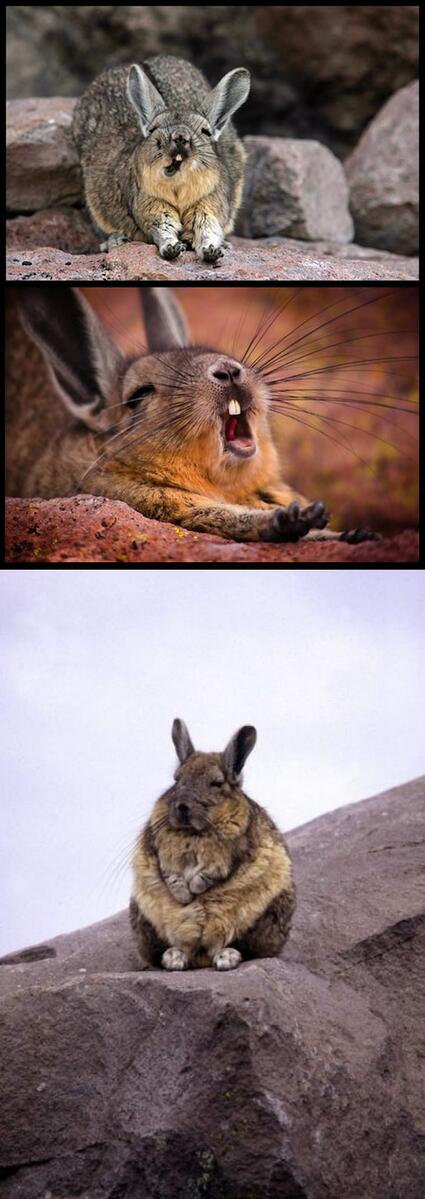 main_exitpaper's tweet image. 変な顔してるときのビスカッチャと真面目そうな顔のビスカッチャ