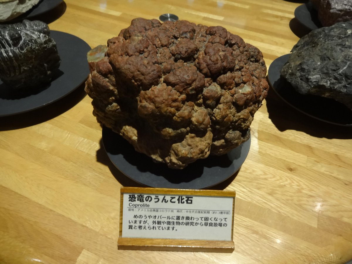 名古屋市科学館の常設展示品「恐竜のウンコ化石」。こういうのを見ると